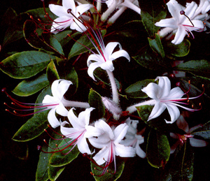 Sweet or Smooth azalea pinkish-white flowers