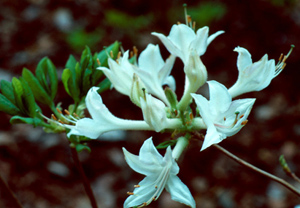 Coastal or Dwarf azalea white flowers