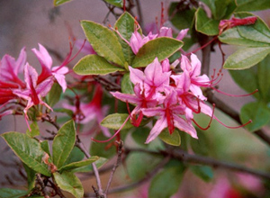 Pinxterbloom azalea pink flowers