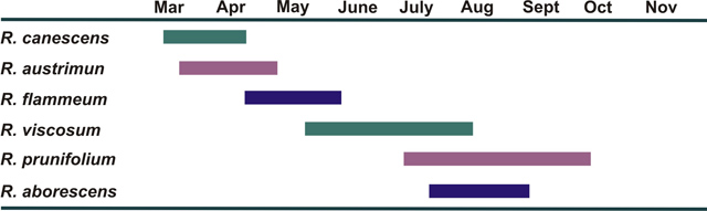 Bar graph showing months that native azaleas bloom: R. canescens flowers March to April; R. austrimun flowers mid-March to end of April; R. flammeum flowers late April to early June; R. viscosum flowers mid-May to mid-August; R. prunifolium flowers July to mid-October; R. aborescens flowers late July to end of August.