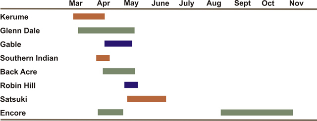 Bar graph showing months that hybrid azaleas bloom: Kerume flowers Mid-March to mid-April; Gelnn Dale flowers late march to late May; Gable flowers mid-April to mid-May; Southern Indian flowers in first-half of April; Back Acre flowers mid-April to mid-May; Robin hill flowers in first-half of May; Satsuki flowers May to June; Encore flowers end of March to mid April and also late August to end of October. 