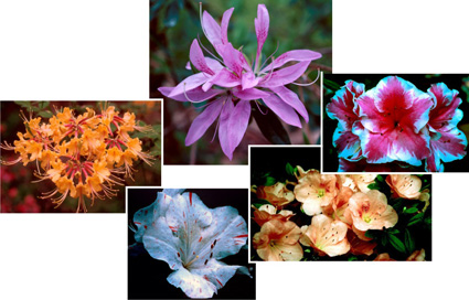Composite image of several colors and shapes of azalea