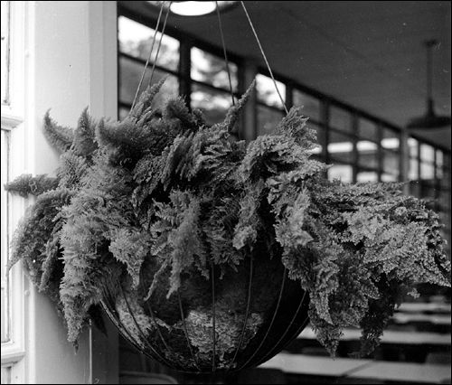 fluffy Boston fern in hanging planter