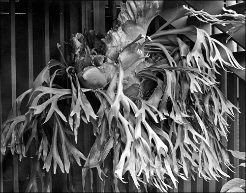 Large mature staghorn fern