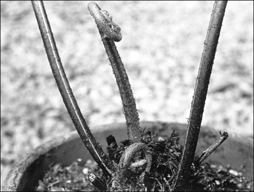 developing fern stem
