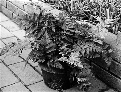 Black and white photo of a potted leatherleaf fern