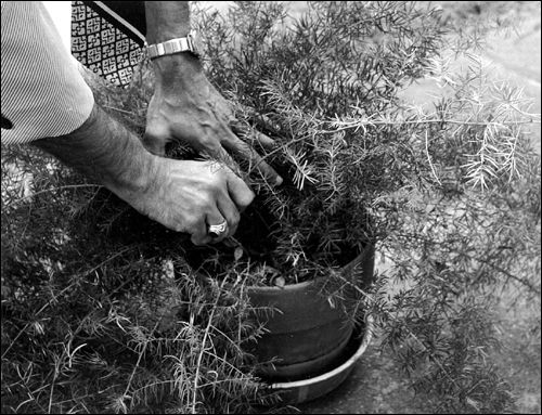 Sprengeri fern being trimmed