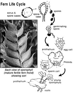 Diagram of fern life cycle progressing through sorus and spore cases, spores, germinating spore, egg cell, prothalium, rhizoids, sperm cell, and young sporophyte, prothalium, and roots.