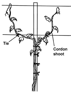 Detail for the single wire low trellis with catch wires. Tie the cordon shoots to the cordon wire only after they are 1.5 to 2 feet long. [From S.C. Master Gardener Training Manual]