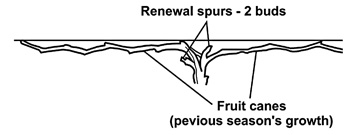 Grape vine properly pruned showing fruiting canes and renewal spurs. Prune each cane on the double curtain or two wire vertical trellis