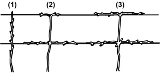 Vine growth on a trellis after 1, 2, and 3 years