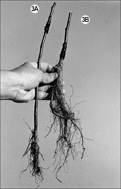 Whip grafts on clonal and seedling rootstocks