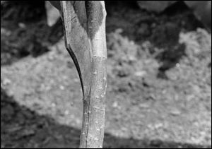 Make vertical cut on rootstock
