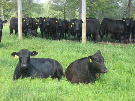 Reproductive Management of Commercial Beef Cows | UGA Cooperative Extension