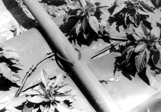 photo of manifold supplying drip irrigation tape under plastic mulch on bell peppers.