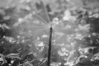 Photo of a micro-sprinkler.