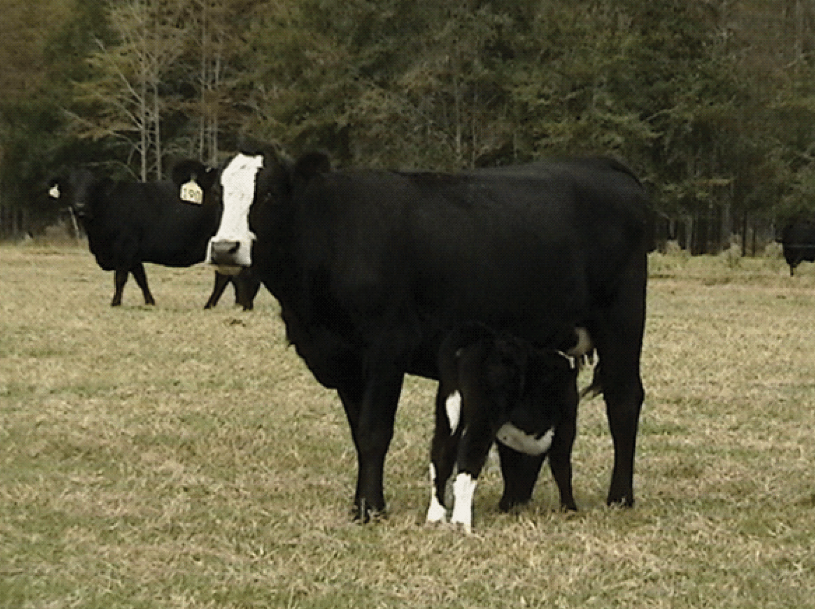 cow & calf
