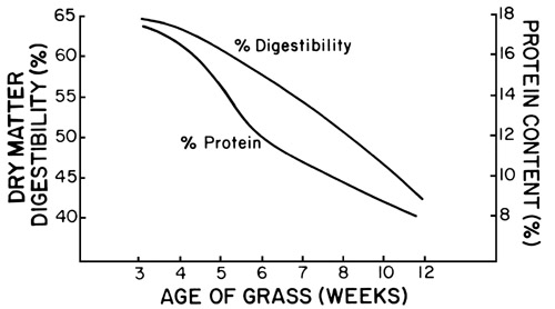 Dry matter digestibility and protein content by age of grass. Both digestibility and protein decrease over time.