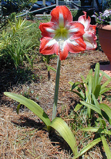 amaryllis hippeastrum