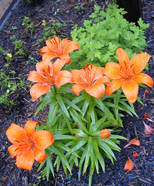 asiatic lily