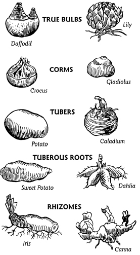 Examples of true bulbs, corms, tubers, tuberous roots, and rhizomes.