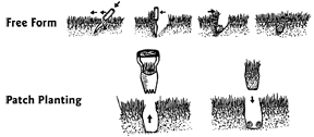 Free form and patch planting methods for planting bulbs.