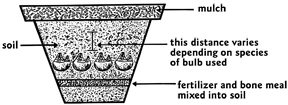 Bulbs planted in pots should have a layer of fertilizer and bone meal mixed into the soil under the bulbs, soil over the bulbs, and mulch on top.