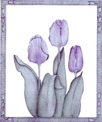 purple tulips