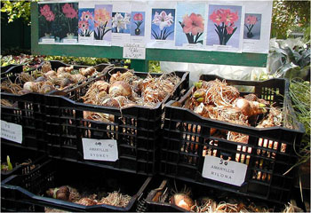 bulbs at a store