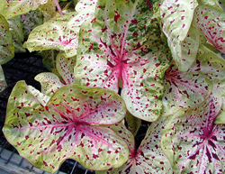 Caladium