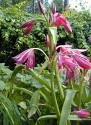 crinum