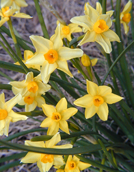 daffodil narcissus