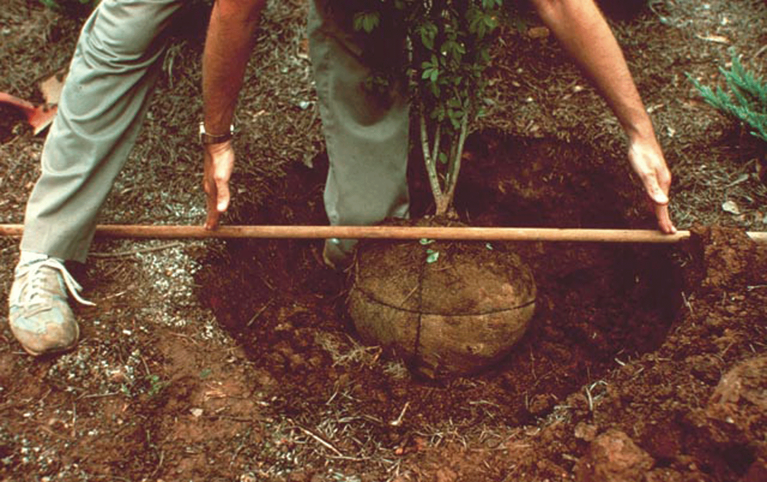 Figure 3. Dig the planting hole two times wider than the root ball. Make certain the top of the root ball is level with the soil surface.