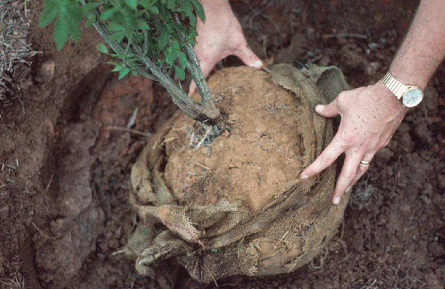 Plant with balled-and-burlaped roots