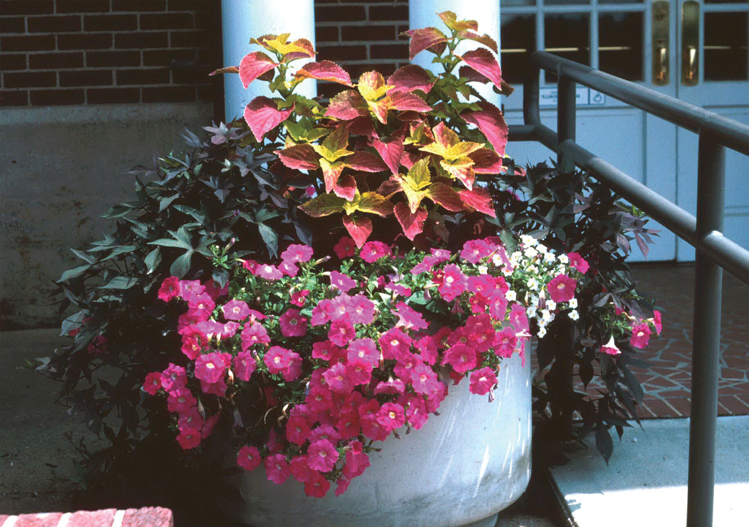 Pink flowers and ornamental leaves in a container