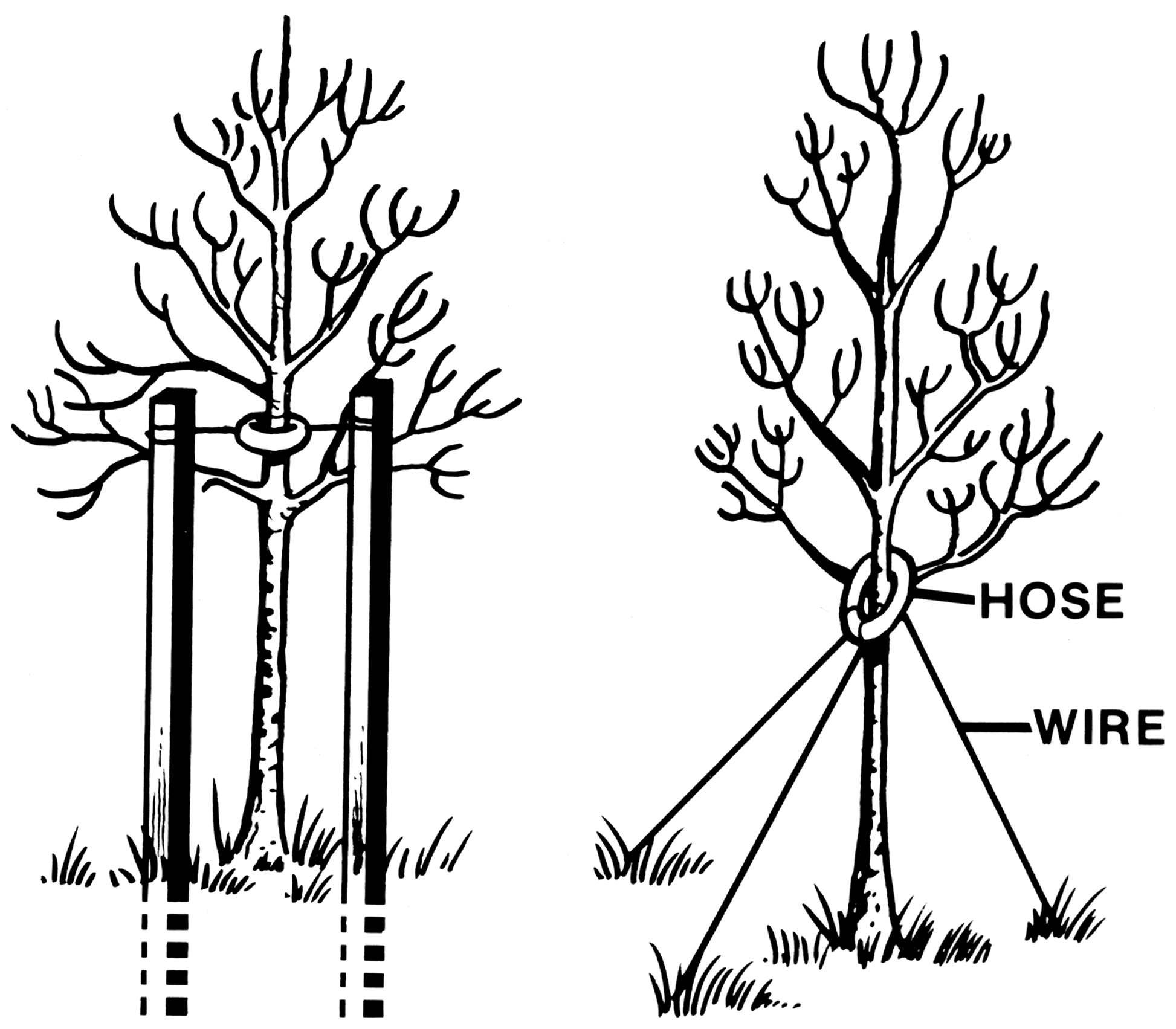 Illustrations of trees with stalking and guying to secure them.