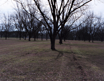 Pecan tree