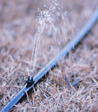 Figure 10. Above ground installation of emitter and lateral line.