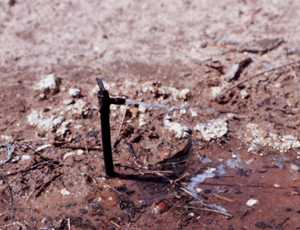 Figure 12. Below ground installation of lateral line and above ground installation of emitter.