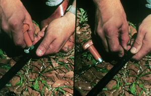 Installing an emitter on an above-ground lateral line.