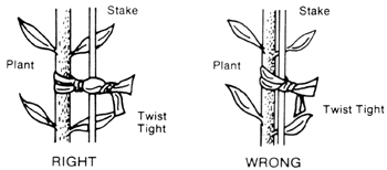 Twist ties tightly on either side of a stake. Twists between the plant and the stake keep the stake correctly separated from the stem.