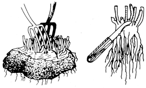 Prying and cutting apart perennials.