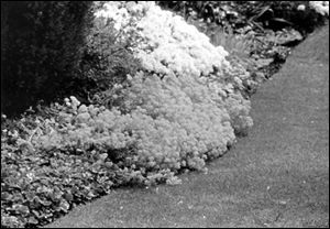 Alyssum and candytuft