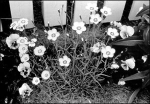 Dianthus