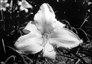 Hemerocallis