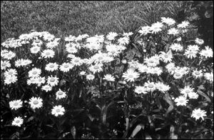 Shasta daisy