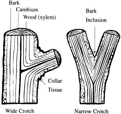 Figure 10. Wide crotches (left) are stronger than weak, narrow crotches (right).