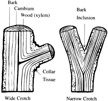 Wide and narrow wood crotches