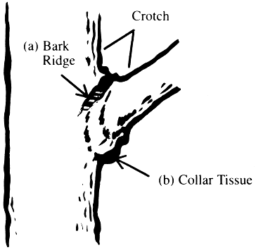 Figur 11. Områden av kambium som är viktiga för läkning: (a) bark ridge och (b) krage vävnad.