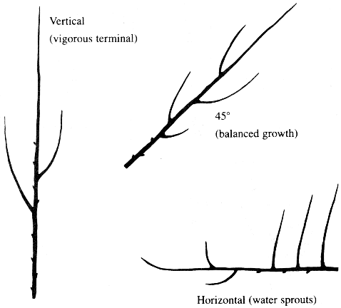 Tree limb orientations. Vertical (vigorous terminal), 45 degree (balanced growth), and horizontal (water sprouts)